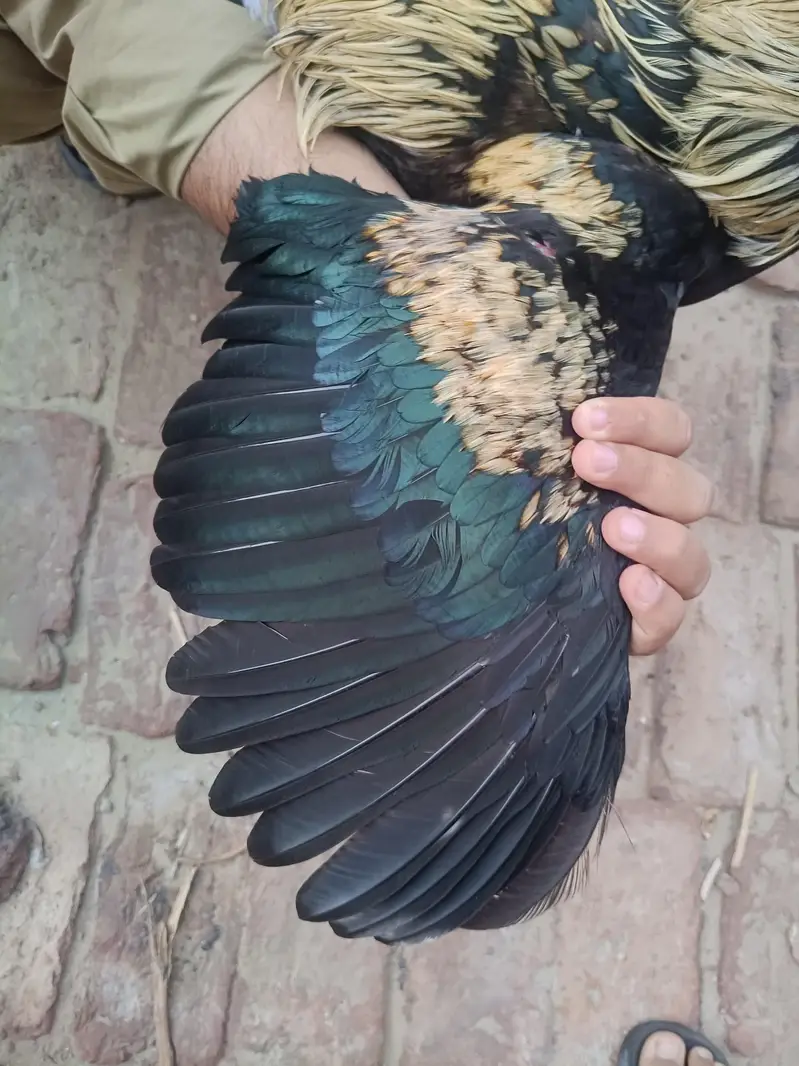 Aseel murgha | Aseel sindhi — photo 2