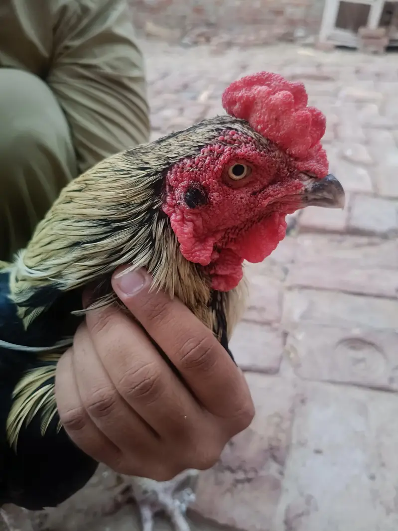 Aseel murgha | Aseel sindhi — photo 3