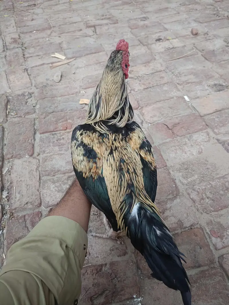 Aseel murgha | Aseel sindhi — photo 5