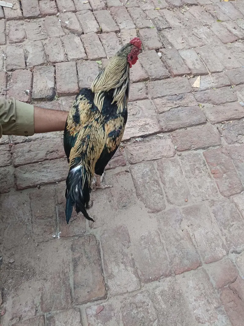 Aseel murgha | Aseel sindhi — photo 6