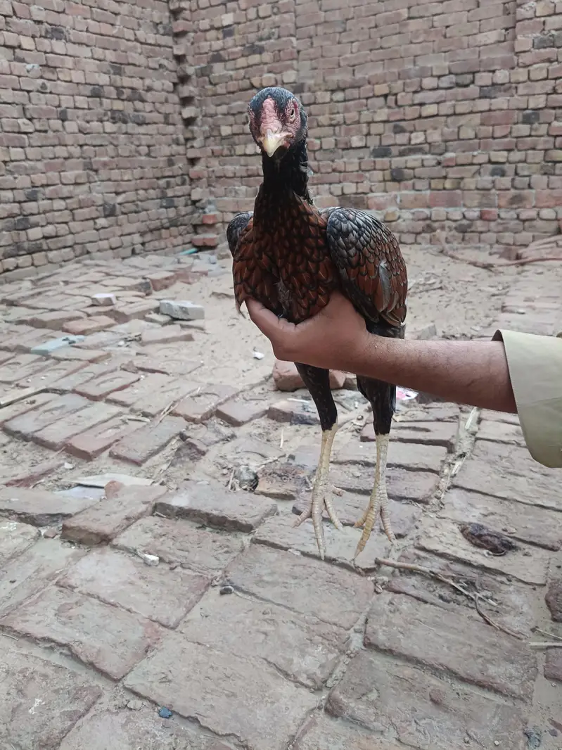 Aseel murgha | Aseel sindhi — photo 7