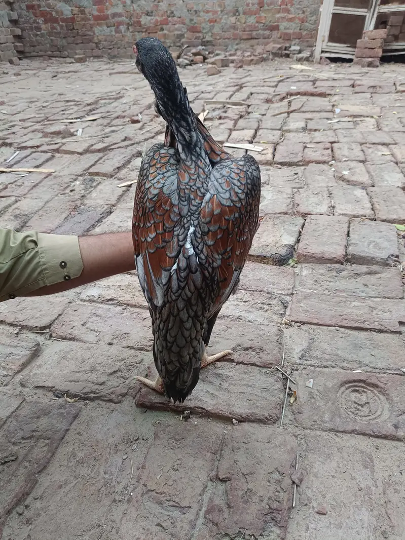 Aseel murgha | Aseel sindhi — photo 8