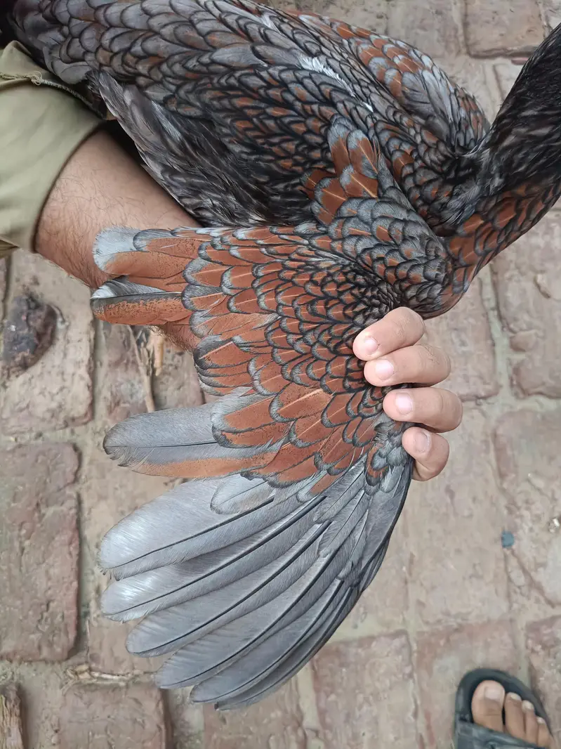 Aseel murgha | Aseel sindhi — photo 9