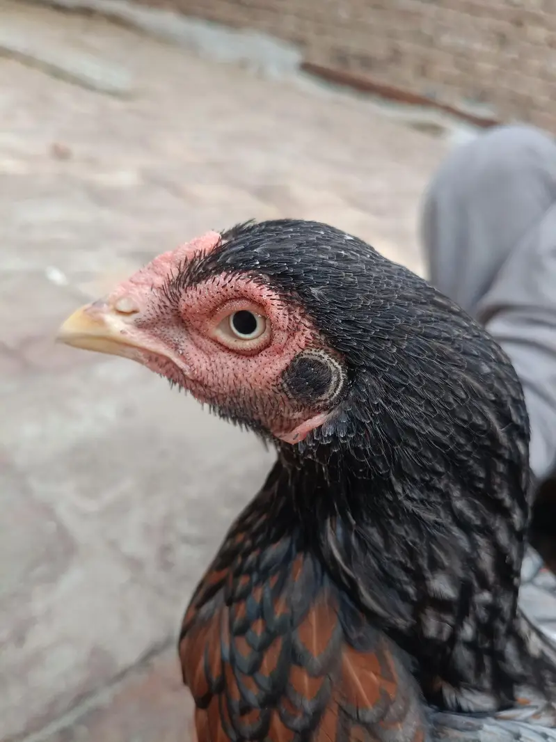 Aseel murgha | Aseel sindhi — photo 10
