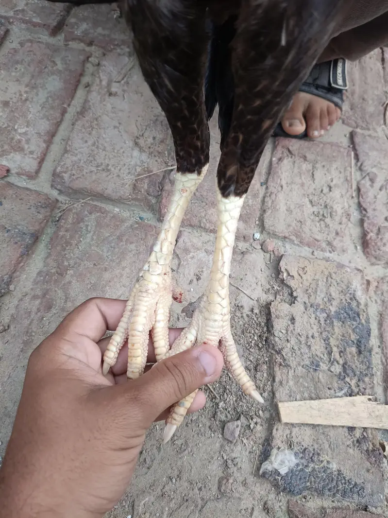 Aseel murgha | Aseel sindhi — photo 11