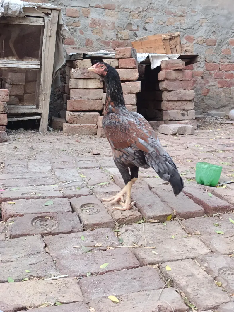 Aseel murgha | Aseel sindhi — photo 12