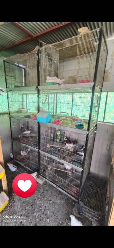 cage and pigeon for sale
