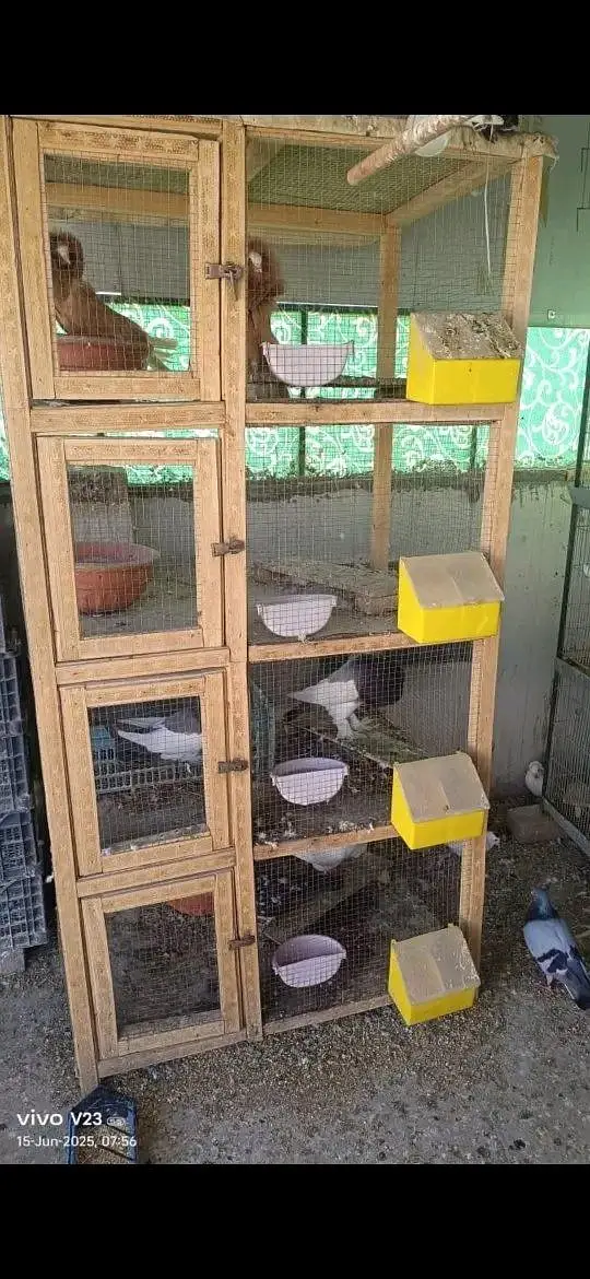 cage and pigeon for sale — photo 2