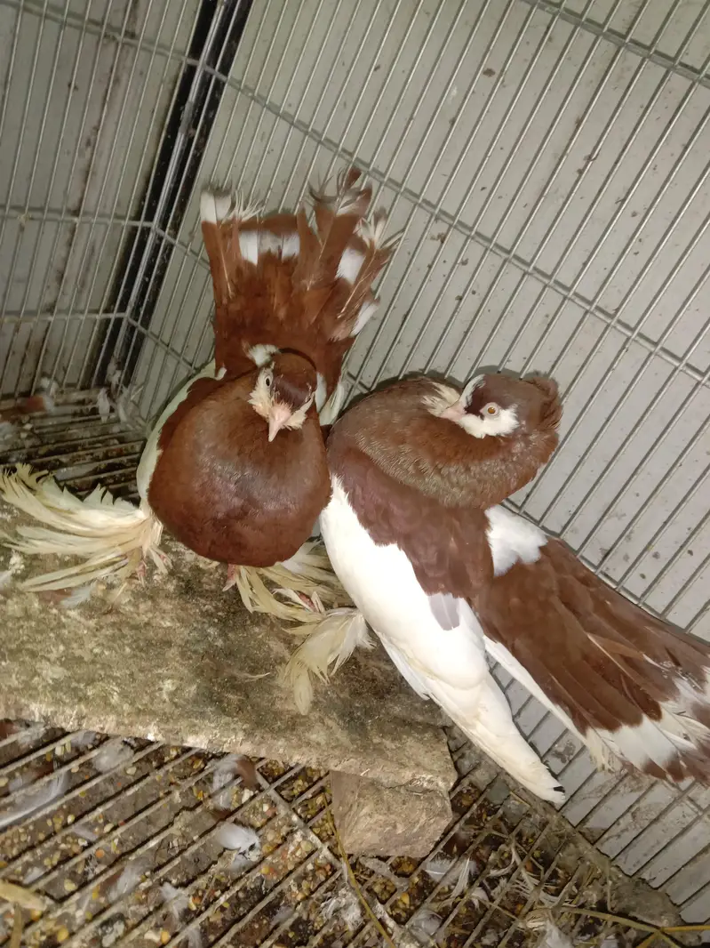 cage and pigeon for sale — photo 3