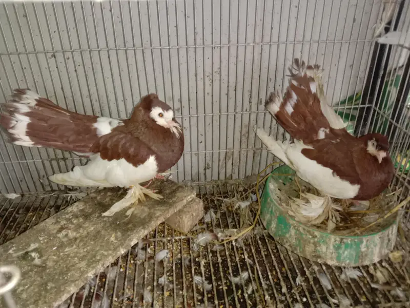 cage and pigeon for sale — photo 4