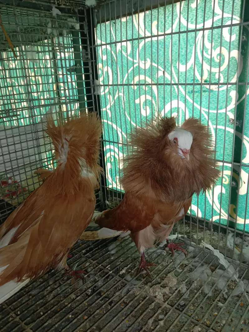 cage and pigeon for sale — photo 5