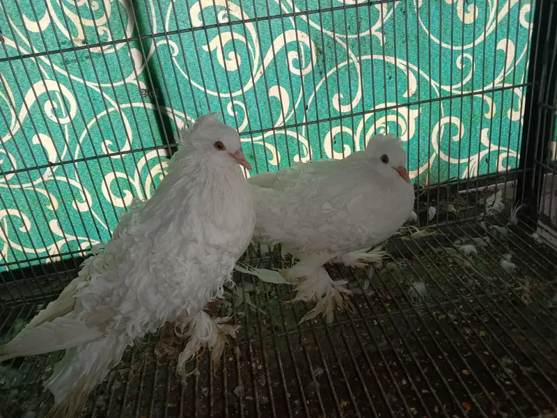 cage and pigeon for sale — photo 6