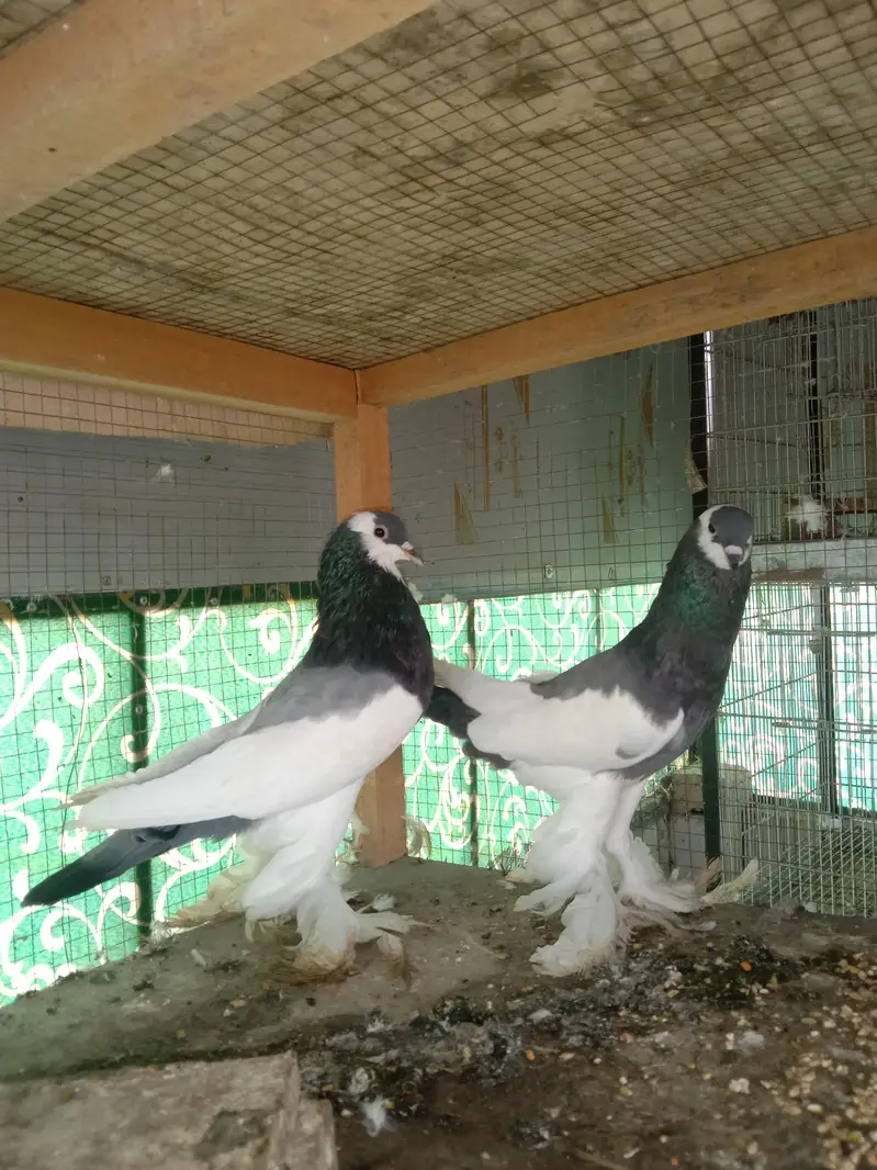 cage and pigeon for sale — photo 7