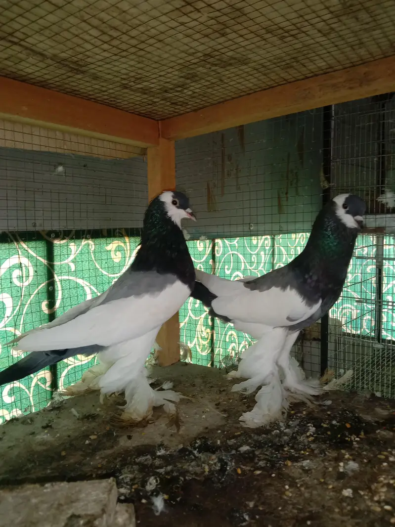 cage and pigeon for sale — photo 8