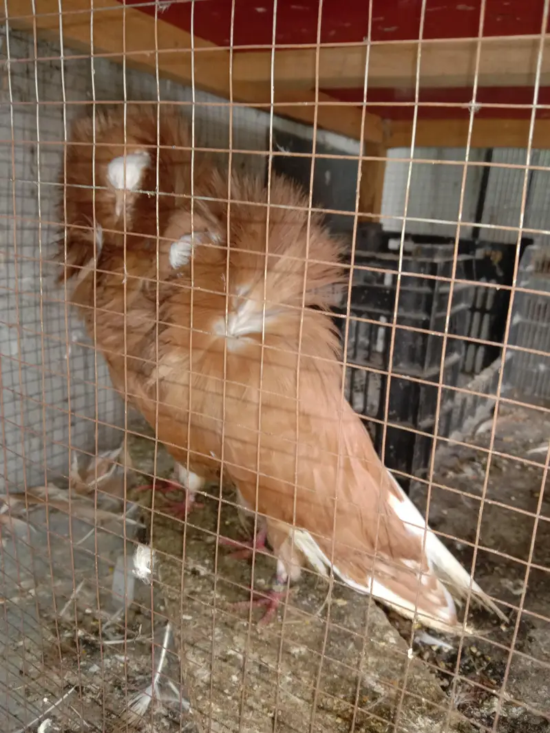 cage and pigeon for sale — photo 9