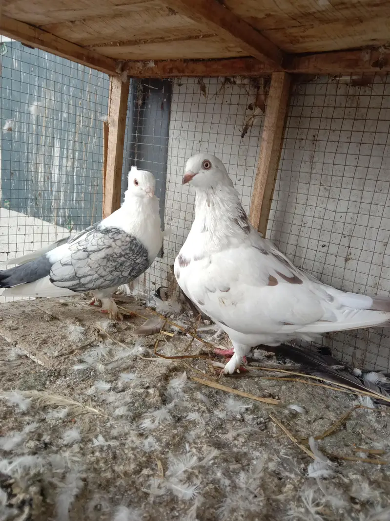cage and pigeon for sale — photo 10