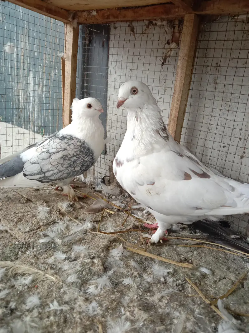 cage and pigeon for sale — photo 11