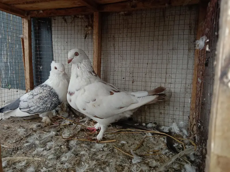 cage and pigeon for sale — photo 12