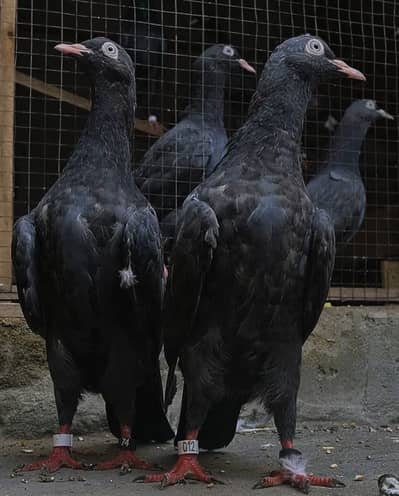 Black teddy breeder pair or pathy available
