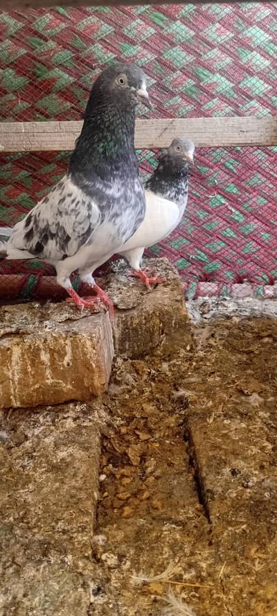 all breeder pegions for sail on 1000 rs per price