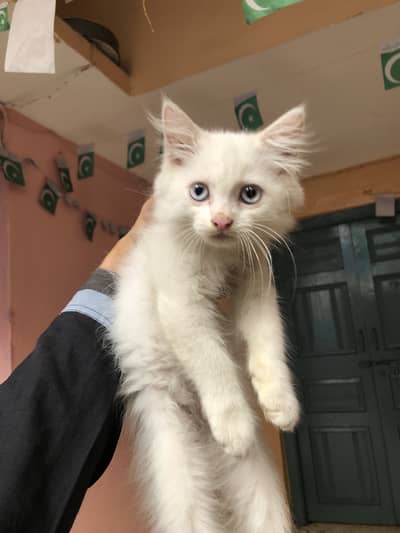 Persian kitten