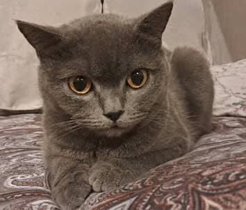 BRITISH SHORT HAIR (FEMALE) || PUREBRED || VACCINATION COMPLETE ||