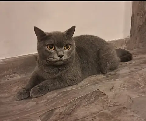 BRITISH SHORT HAIR (FEMALE) || PUREBRED || VACCINATION COMPLETE || — photo 2