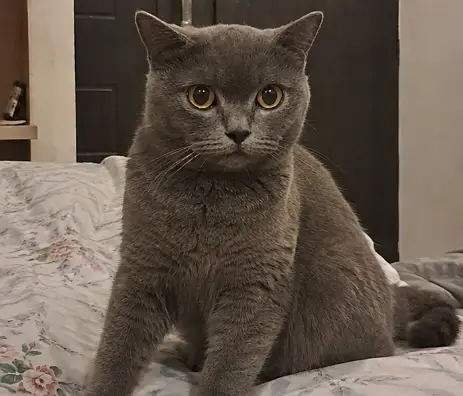 BRITISH SHORT HAIR (FEMALE) || PUREBRED || VACCINATION COMPLETE || — photo 3