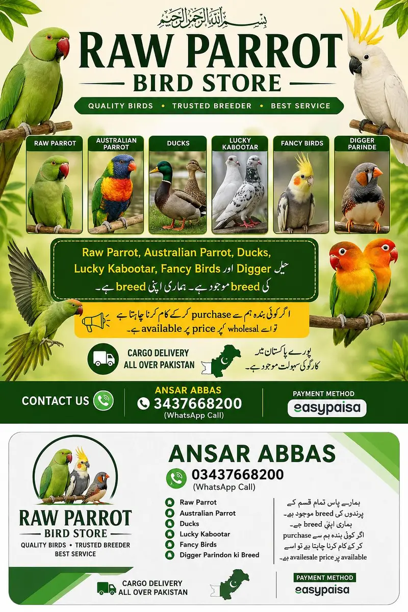 Raw parrot Australian parrot lucky kabootar — photo 2