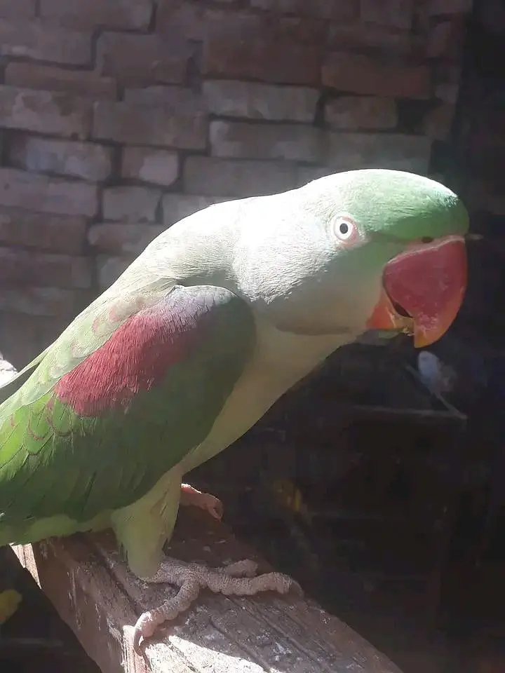 Raw parrot Australian parrot lucky kabootar — photo 3