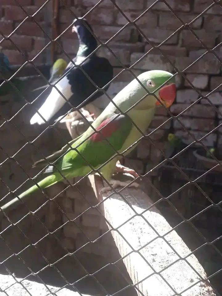 Raw parrot Australian parrot lucky kabootar — photo 4