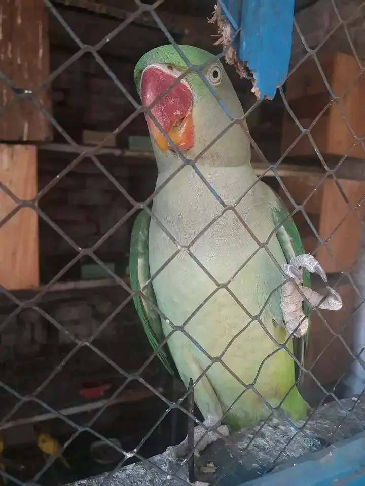 Raw parrot Australian parrot lucky kabootar — photo 5