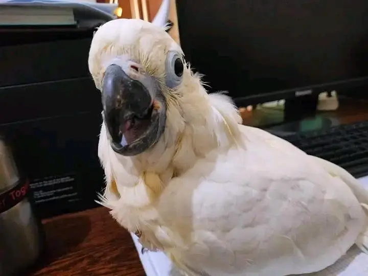 Raw parrot Australian parrot lucky kabootar — photo 6