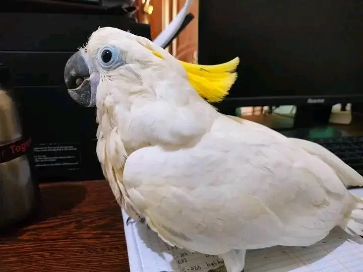 Raw parrot Australian parrot lucky kabootar — photo 7
