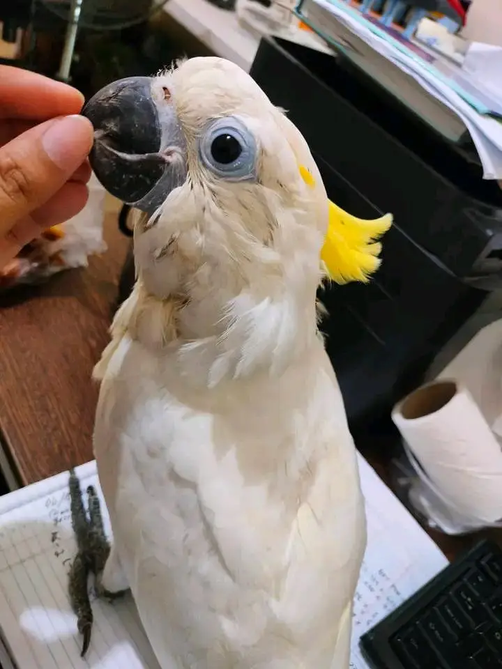 Raw parrot Australian parrot lucky kabootar — photo 8