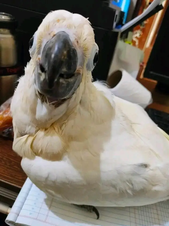 Raw parrot Australian parrot lucky kabootar — photo 9