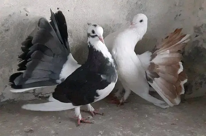 Raw parrot Australian parrot lucky kabootar — photo 10