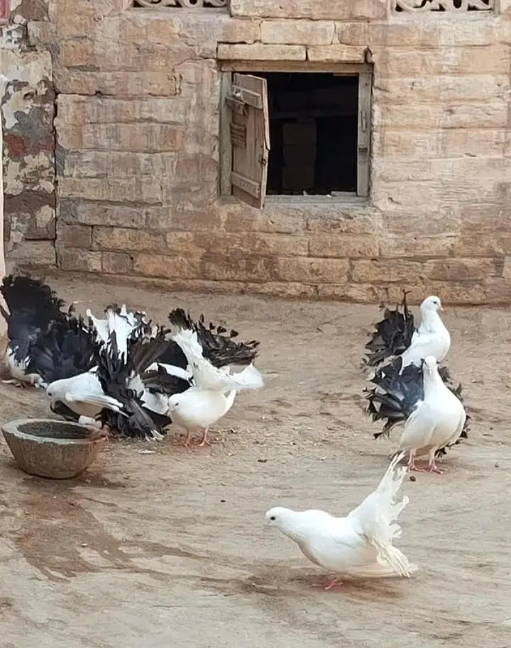 Raw parrot Australian parrot lucky kabootar — photo 11