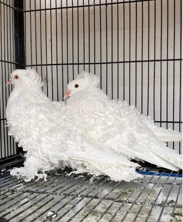 Raw parrot Australian parrot lucky kabootar — photo 12
