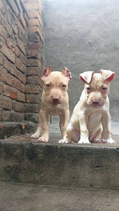 pitbull female puppy cropped ears exchange price negotiable