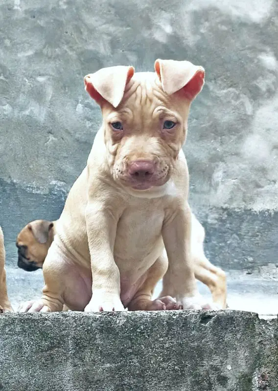 pitbull female puppy cropped ears exchange price negotiable — photo 2