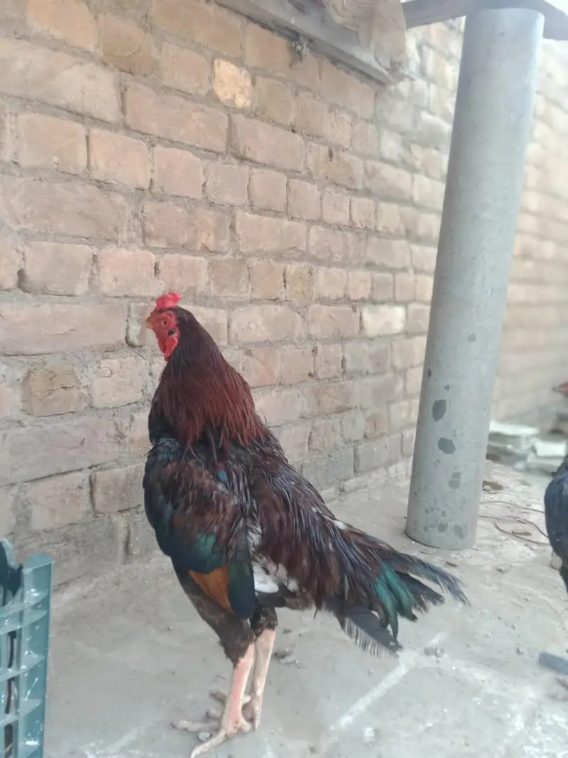 other aseel — photo 2