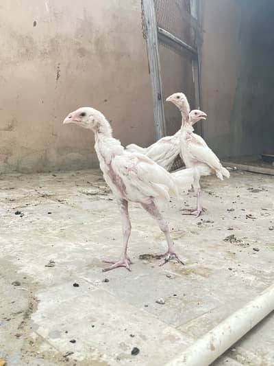 Pure paper white heera chicks