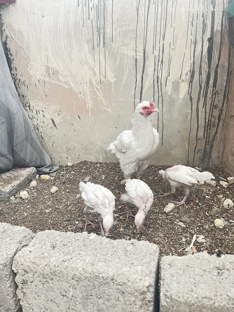 Pure paper white heera chicks — photo 2