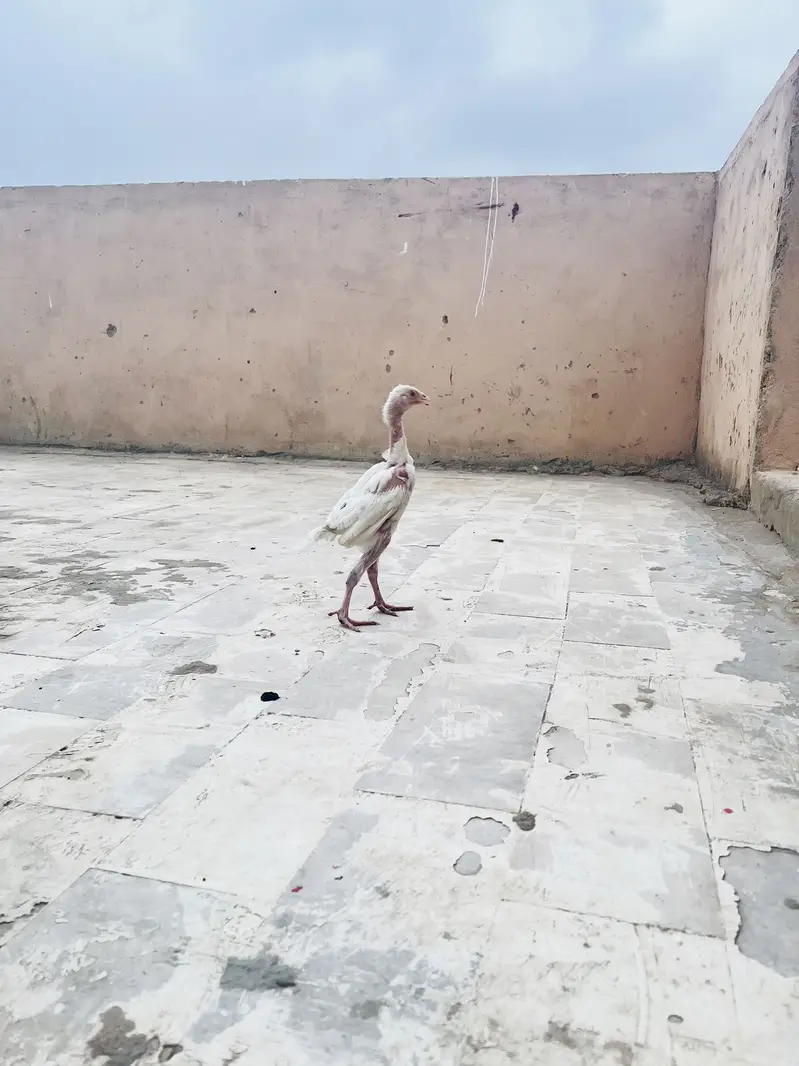 Pure paper white heera chicks — photo 3