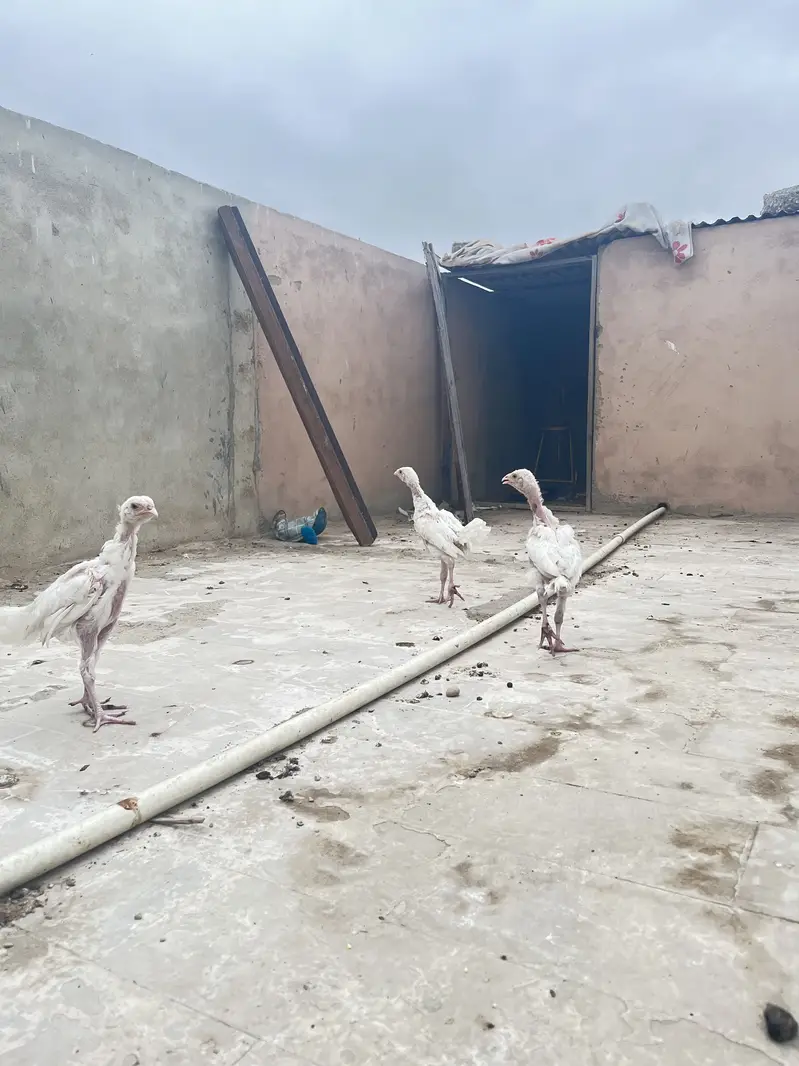 Pure paper white heera chicks — photo 4