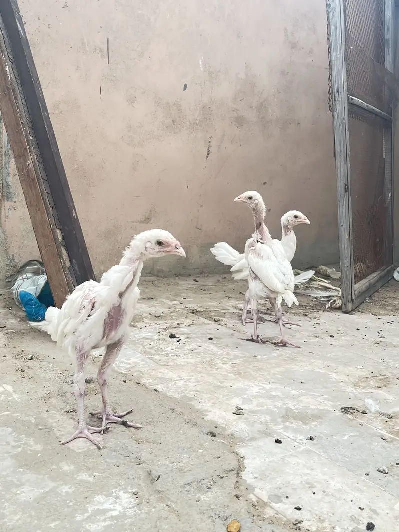 Pure paper white heera chicks — photo 5