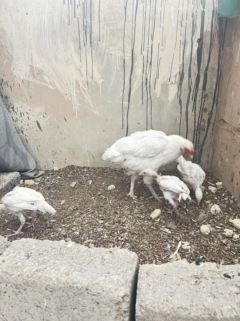 Pure paper white heera chicks — photo 6