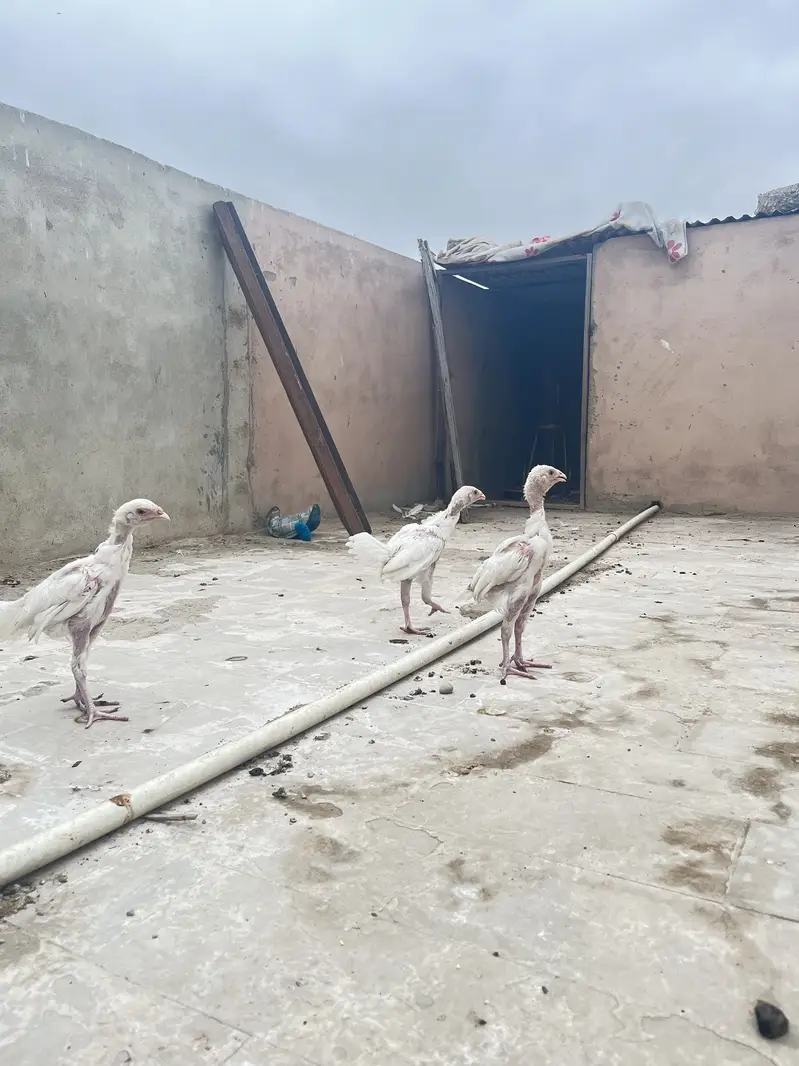 Pure paper white heera chicks — photo 7