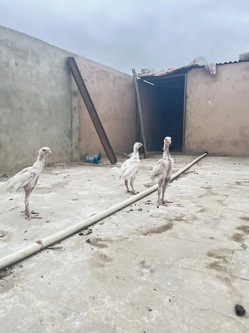 Pure paper white heera chicks — photo 8